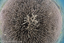 Hard coral. KBR bay. Lembeh straits. D200, 10.5mm. by Derek Haslam 